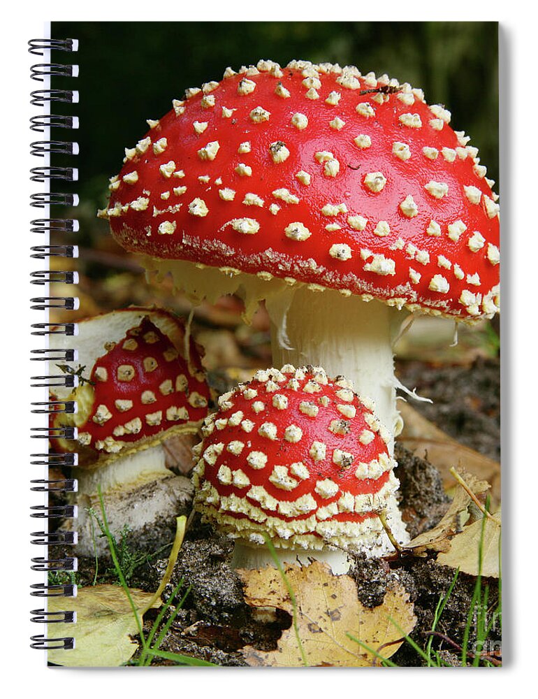 Fly Agaric Spiral Notebook featuring the photograph Trio of Fly Agaric Fungi by Warren Photographic