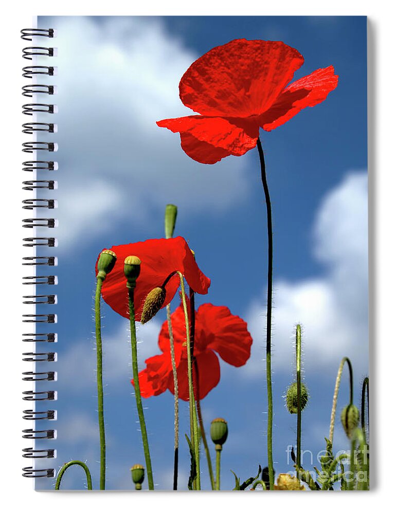 Poppies Spiral Notebook featuring the photograph Triple Poppy Sky by Stephen Melia