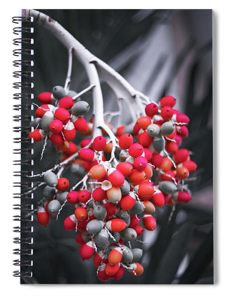 Colorful Wall Art Spiral Notebook featuring the photograph Tropical Nuts by Gian Smith