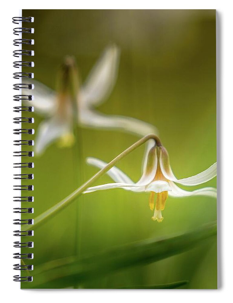 Flower Spiral Notebook featuring the photograph Trout Lily 2 by Bill Frische