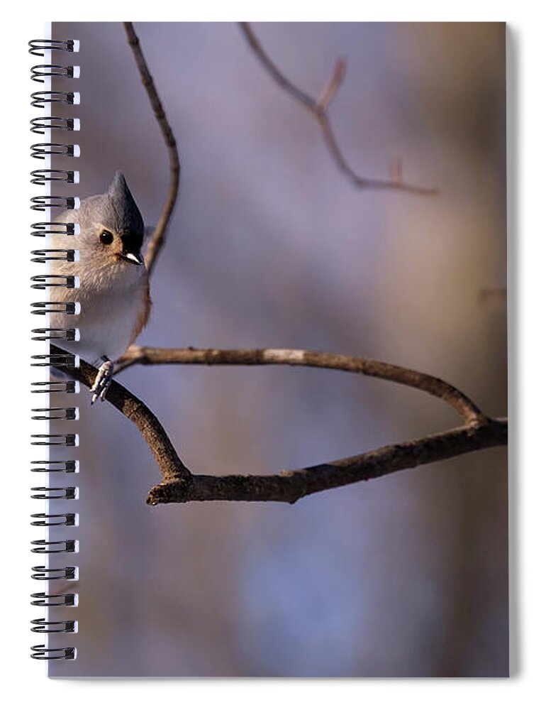 Bird Spiral Notebook featuring the photograph Tufted Tit Mouse by Flinn Hackett
