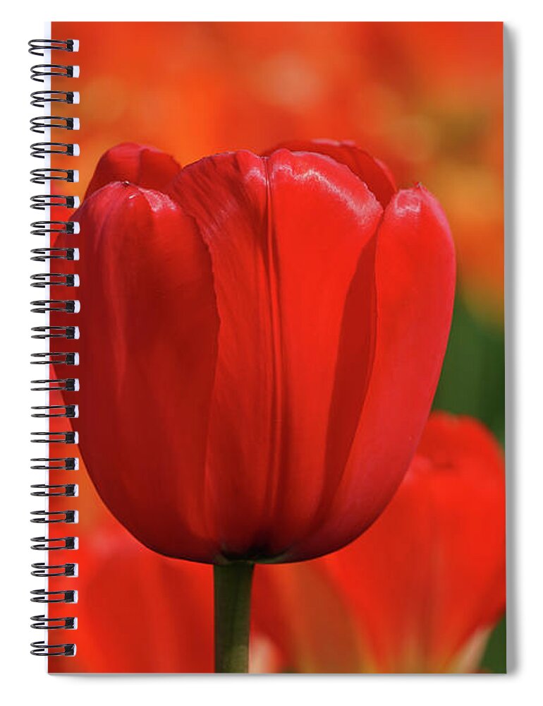 Tulip Intensity Spiral Notebook featuring the photograph Tulip Intensity by Rachel Cohen