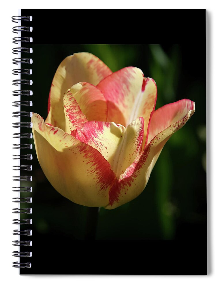 Tulip Spiral Notebook featuring the photograph Tulip Magic - by Julie Weber