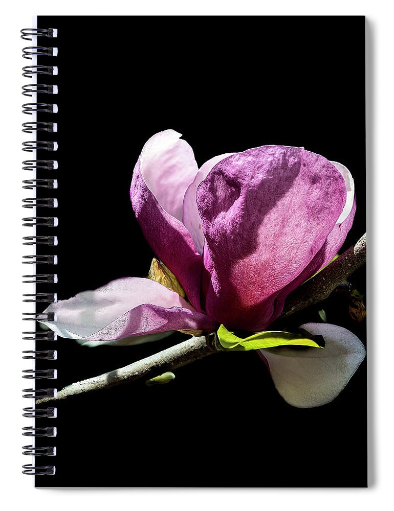 Tulip Spiral Notebook featuring the photograph Tulip Magnolia by Cheri Freeman