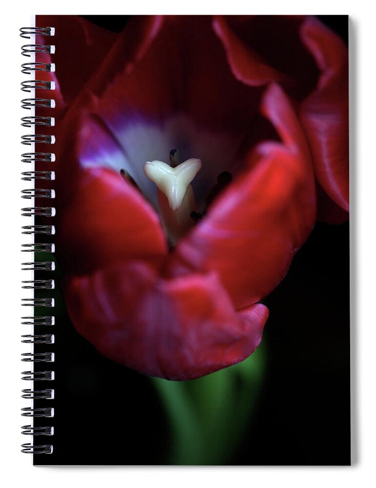 Macro Spiral Notebook featuring the photograph Tulip Pink 7082 by Julie Powell