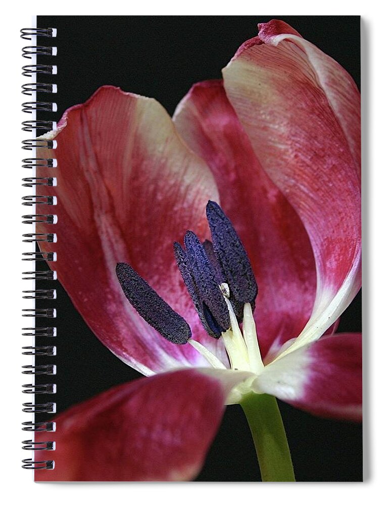 Macro Spiral Notebook featuring the photograph Tulip Red 042207 by Julie Powell