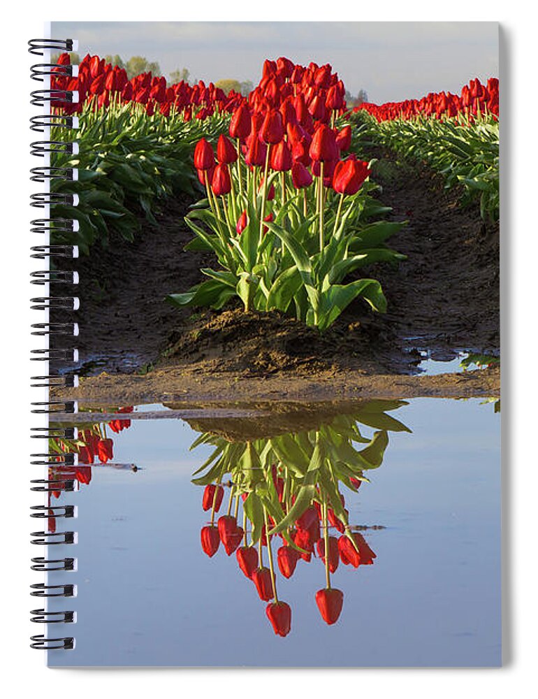 Tulips Spiral Notebook featuring the photograph Tulip Reflection by Michael Rauwolf