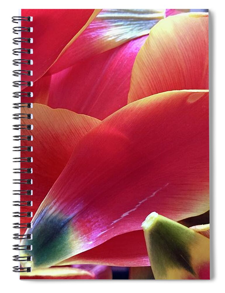 Composition Spiral Notebook featuring the photograph Tulip Series 1-2 by J Doyne Miller