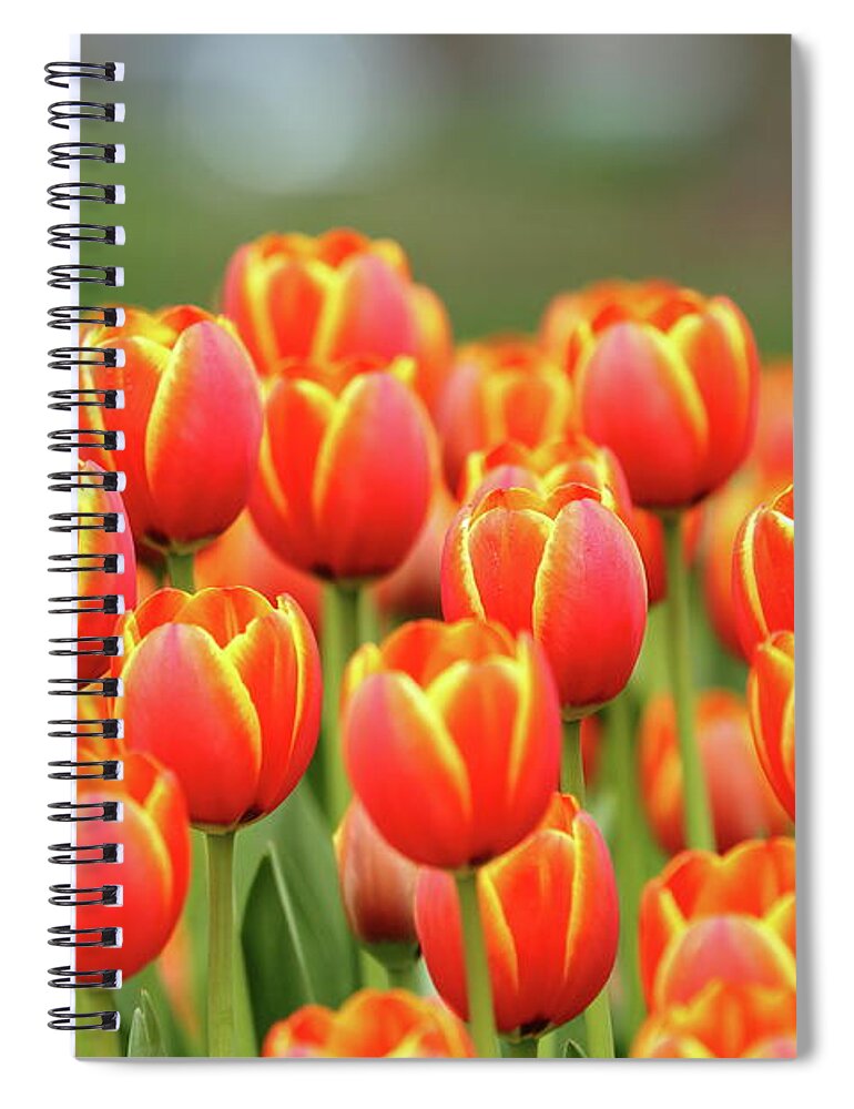 Nature Spiral Notebook featuring the photograph Tulip Tiki Torches by Lens Art Photography By Larry Trager