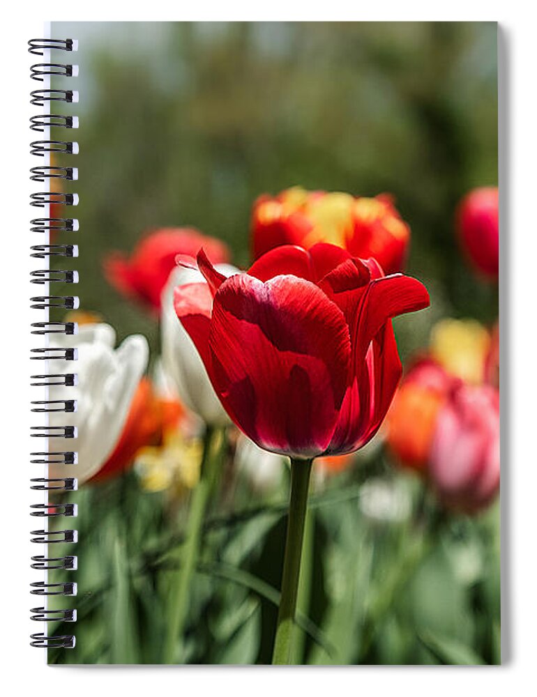 Garden Spiral Notebook featuring the photograph Tulips at Brookside Garden by Stuart Litoff