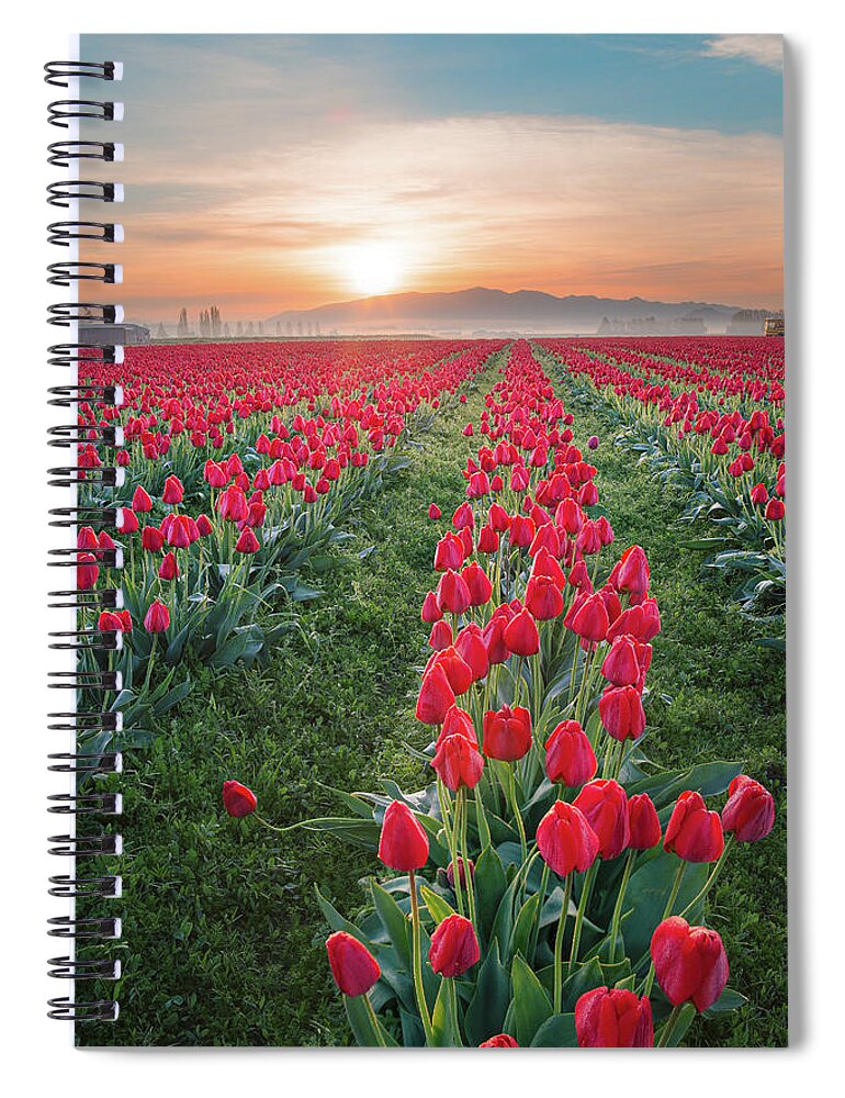 Tulips Spiral Notebook featuring the photograph Tulips at Sunrise by Michael Rauwolf