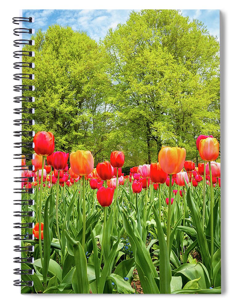 Colonial Williamsburg Spiral Notebook featuring the photograph Tulips in a Colonial Garden by Rachel Morrison