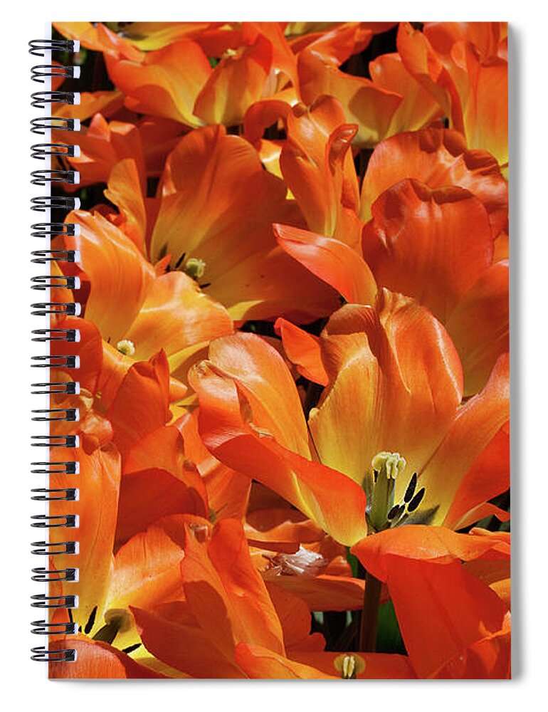 Bloom Spiral Notebook featuring the photograph Tulips in Abundance by Shirley Mitchell