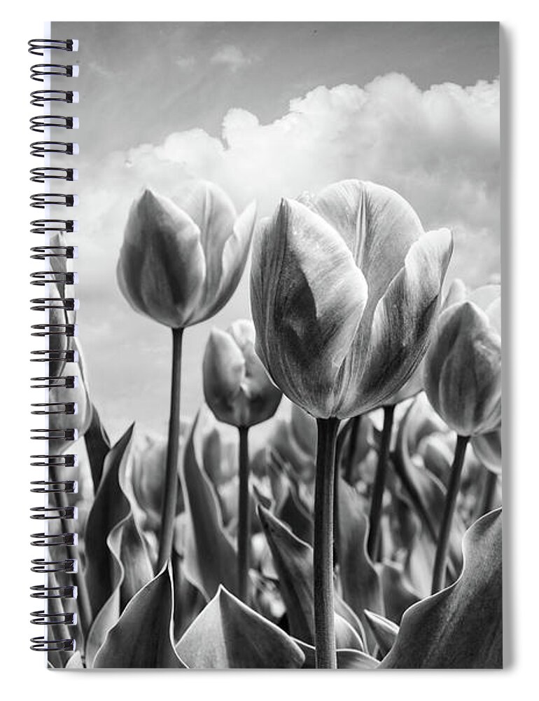 Clouds Spiral Notebook featuring the photograph Tulips Waving in the Wind Black and White by Debra and Dave Vanderlaan