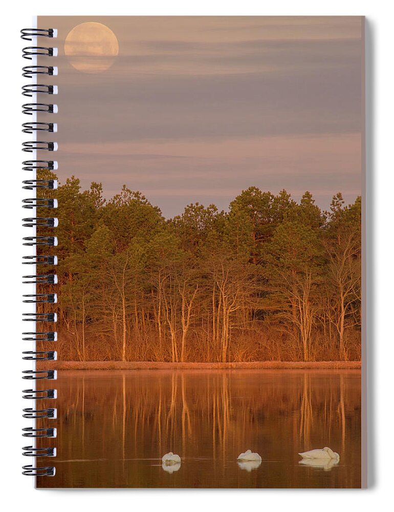 Tundra Swans Spiral Notebook featuring the photograph Tundra Swans Under the Full Snow Moon by Beth Sawickie