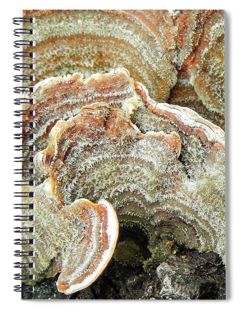 Abstract Spiral Notebook featuring the photograph Turkeytail Fungus Abstract by Karen Rispin