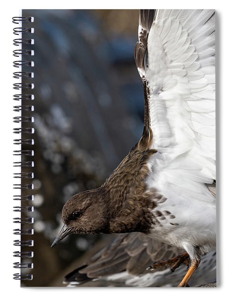 Animals Spiral Notebook featuring the photograph Turnstone Wings by Robert Potts