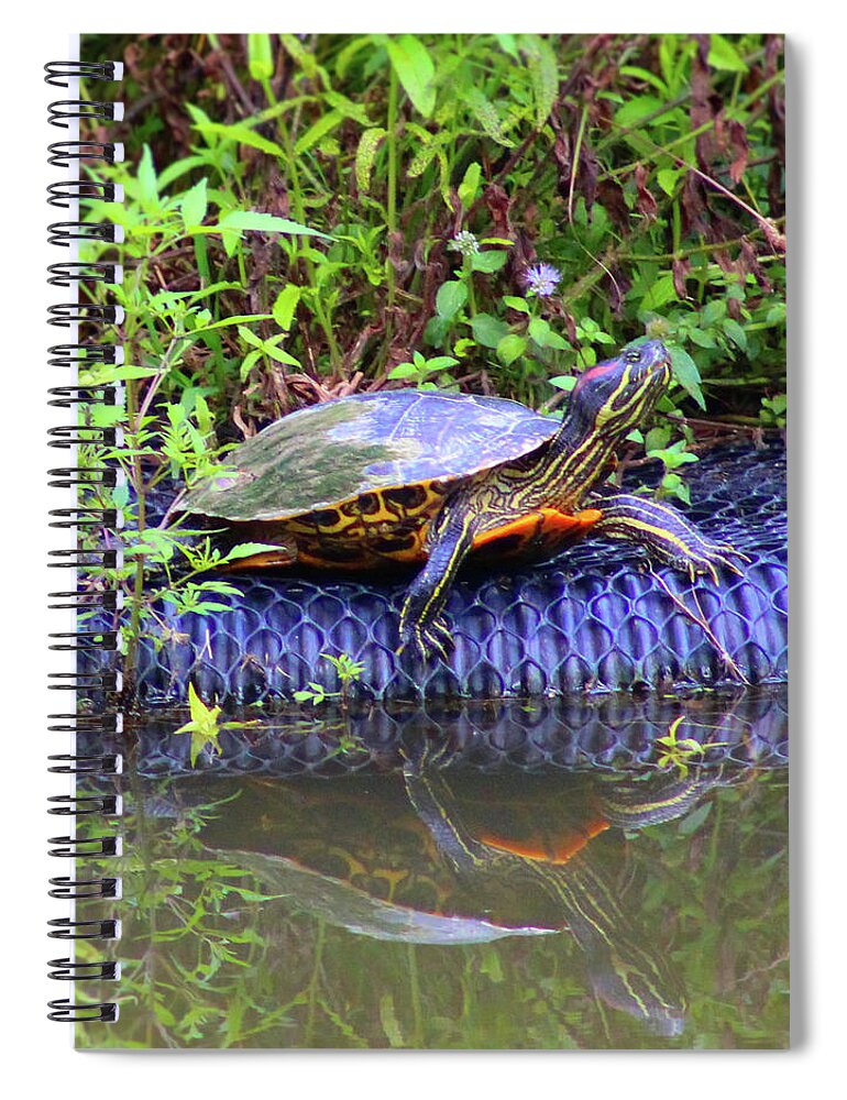 Turtle Spiral Notebook featuring the photograph Turtle Reflection by Christopher Reed