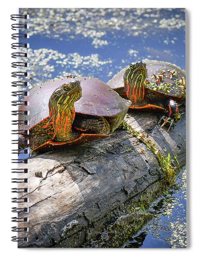 Turtles Spiral Notebook featuring the photograph Turtles on a log by Michelle Wittensoldner