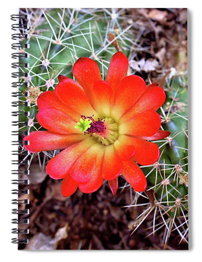 Cacti Spiral Notebook featuring the photograph Twin Claret Cup Cactus by Bob Falcone