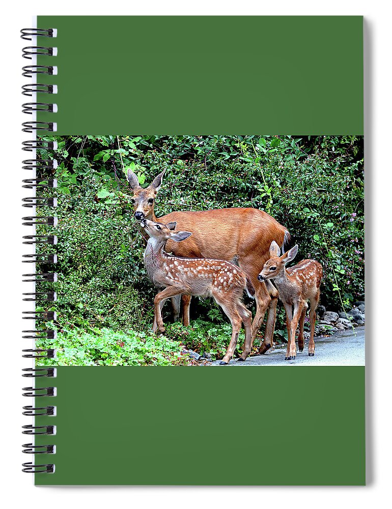 Deer Spiral Notebook featuring the photograph Twin Fawns and Mother Deer by Peggy Collins
