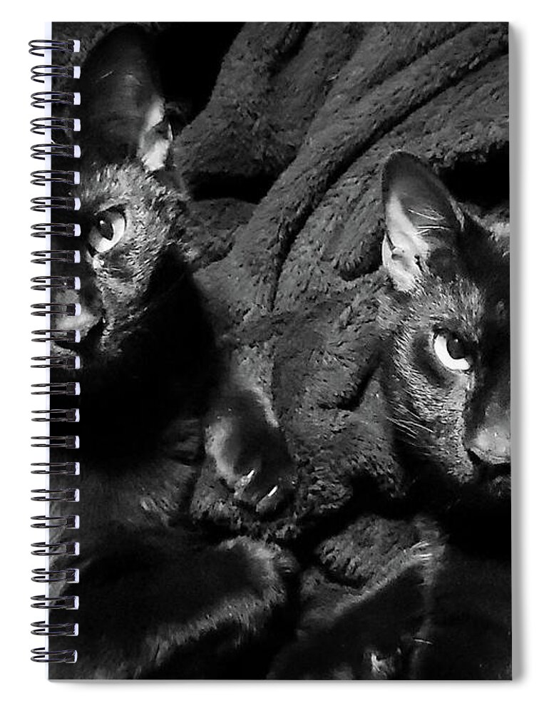Cats Spiral Notebook featuring the photograph Twins by Ally White