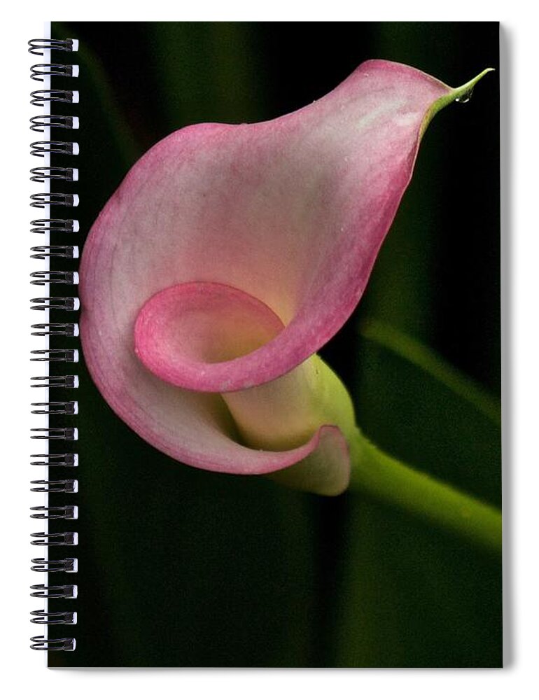 Calla Lily Spiral Notebook featuring the photograph Twist and Shout by Richard Cummings