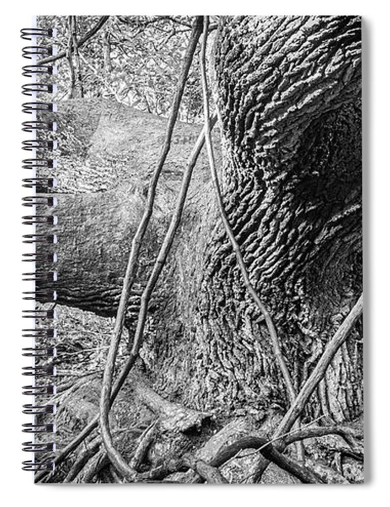 Live Oak Spiral Notebook featuring the photograph Twisted Live Oak at Atlantic Beach North Carolina by Bob Decker
