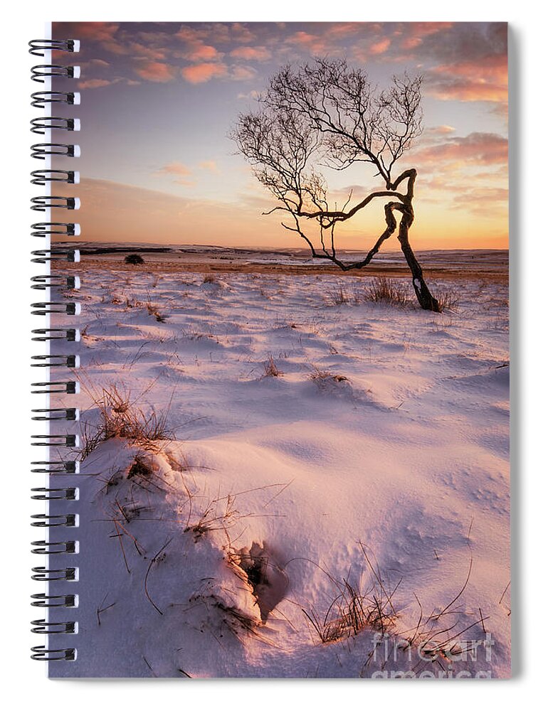 One Tree Spiral Notebook featuring the photograph Twisted tree in the snow at sunset, Peak District National Park, Derbyshire, England by Neale And Judith Clark