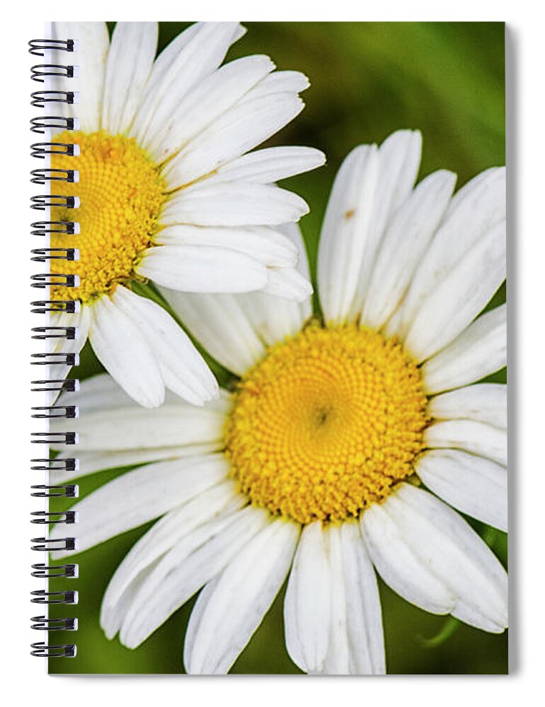 Daisy Spiral Notebook featuring the photograph Two Daisies in a North Carolina Forest by Bob Decker