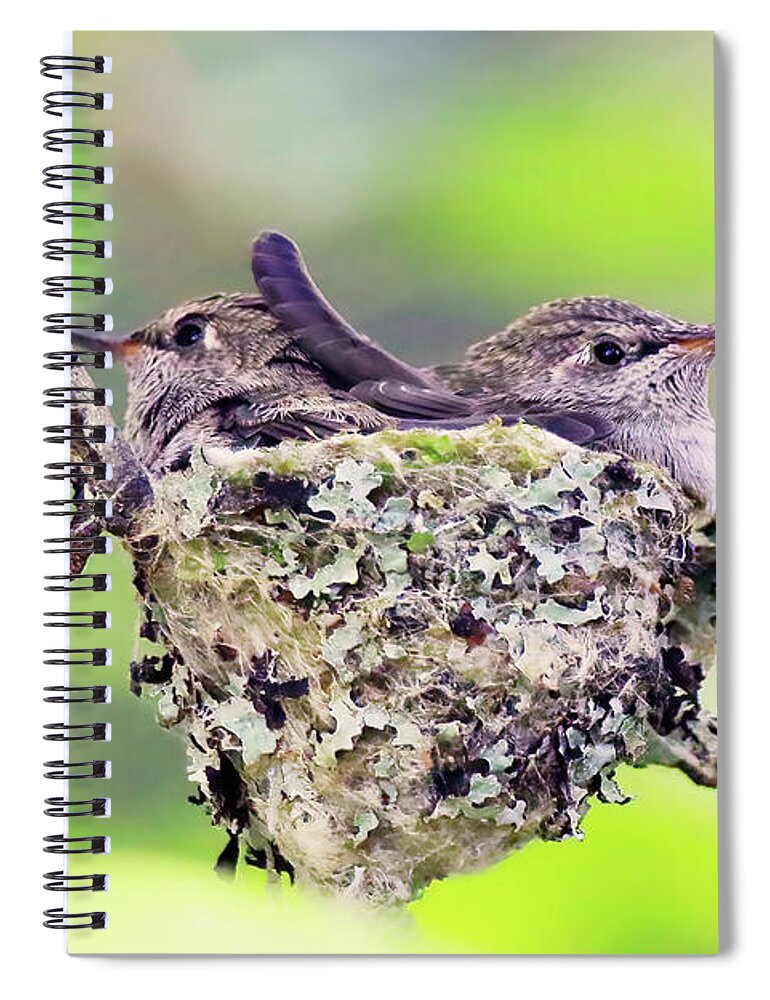 Fledging Anna's Hummingbirds Spiral Notebook featuring the photograph Two Fledging Anna's Hummingbirds in a Nest by Shixing Wen