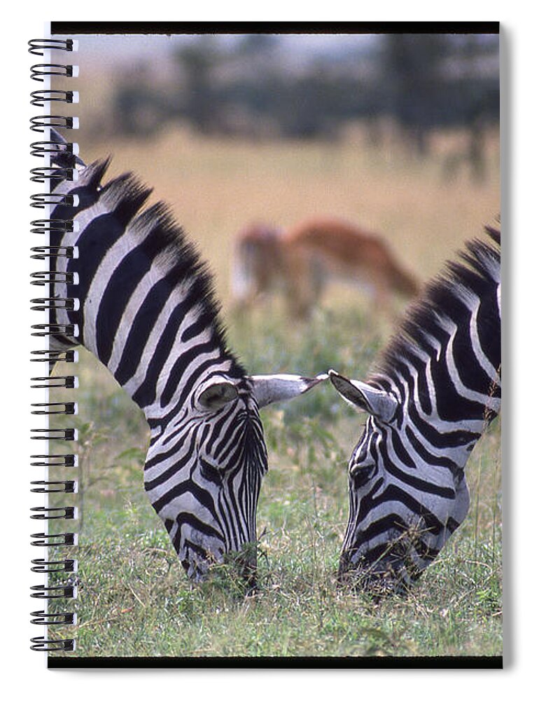 Africa Spiral Notebook featuring the photograph Two Zebras Eating Face to Face by Russ Considine