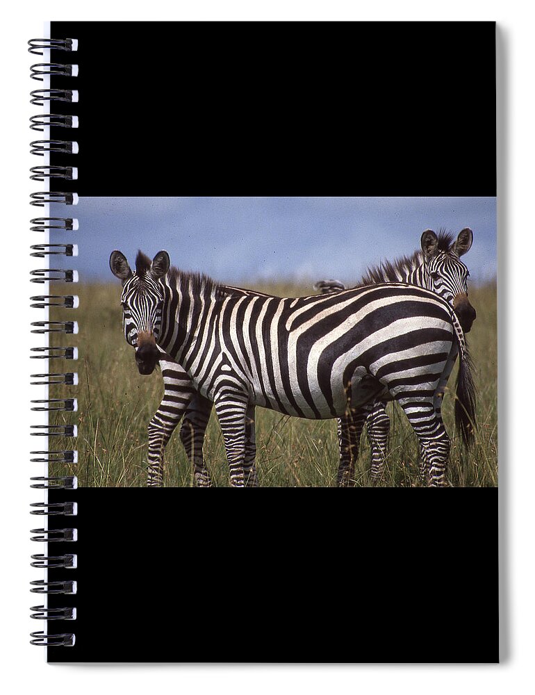 Africa Spiral Notebook featuring the photograph Two Zebras Looking at Camera by Russel Considine