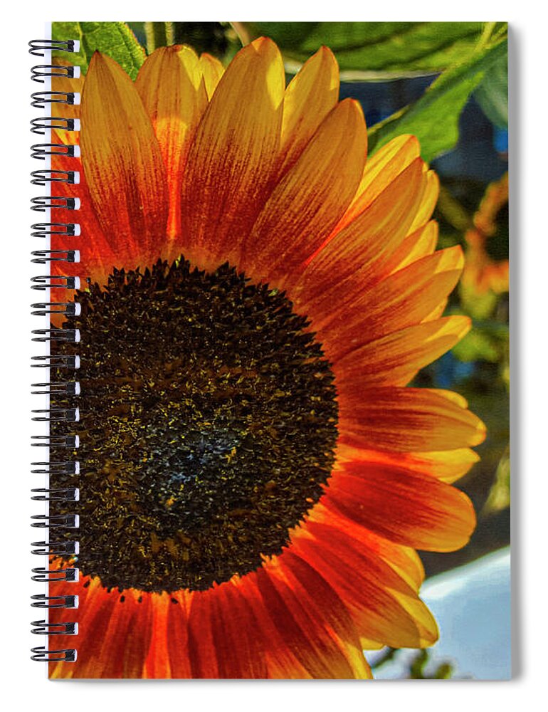 Sunflower Spiral Notebook featuring the photograph Ukraine Sunflower by Matthew Bamberg