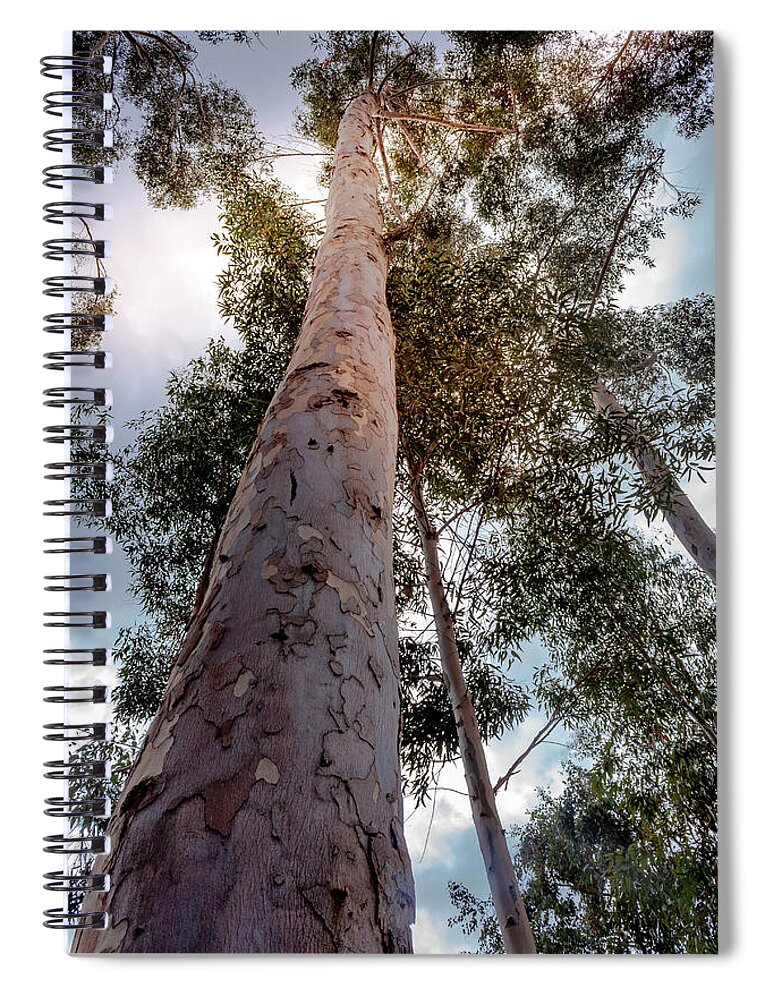 Eucalyptus Spiral Notebook featuring the photograph Under the Eucalyptus Trees by Alison Frank