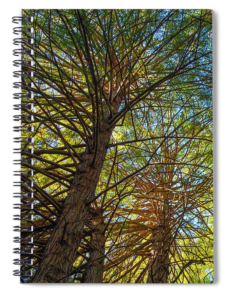 Trees Spiral Notebook featuring the photograph Under The Forest Canopy by Bonnie Follett