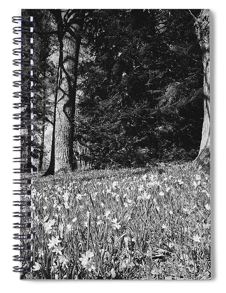 Finland Spiral Notebook featuring the photograph Under the naked oaks bw by Jouko Lehto