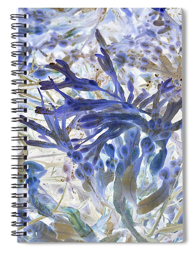 Ocean Spiral Notebook featuring the photograph Underwater Blues by Missy Joy