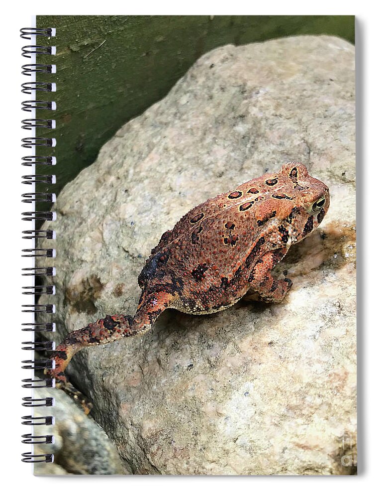 Toad Spiral Notebook featuring the photograph Unrequited Toad Love. The Victory Garden Collection. by Amy E Fraser