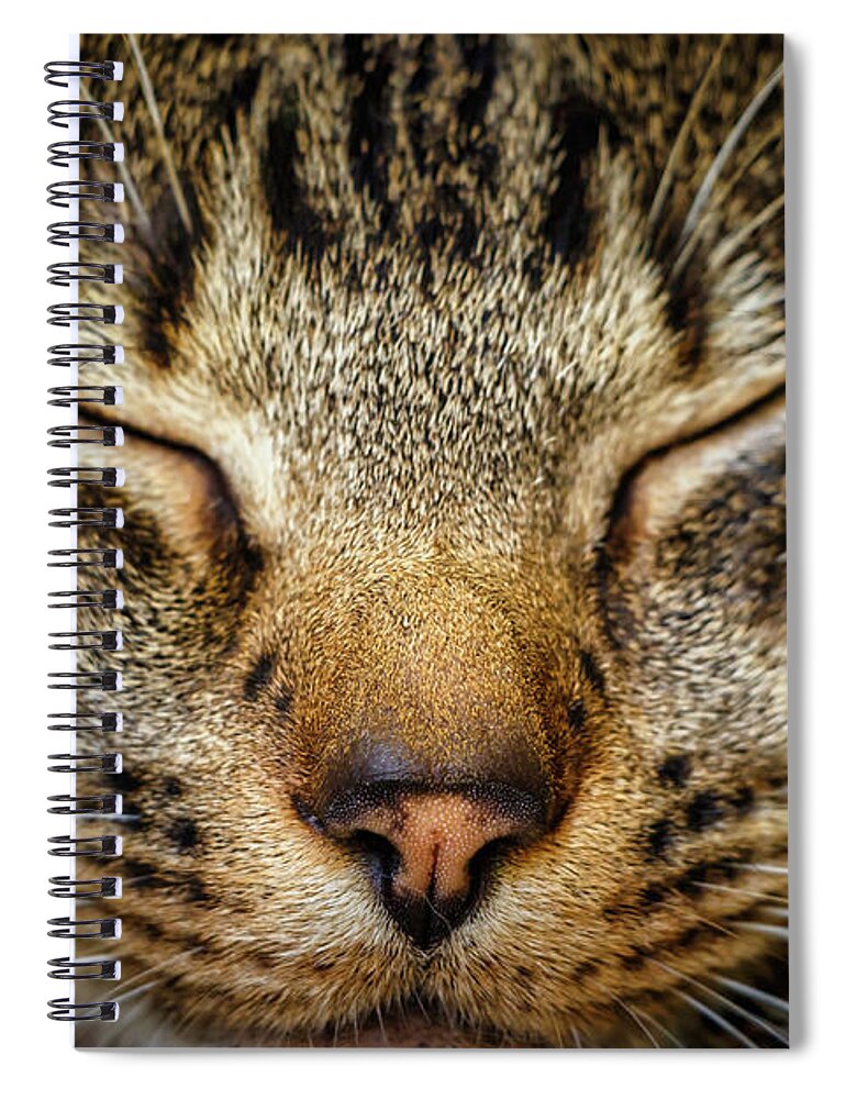 Cat Spiral Notebook featuring the photograph Up Close and Personal with Kitty by Rick Deacon