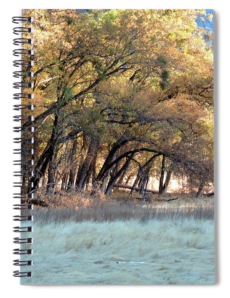Yosemite Spiral Notebook featuring the photograph Valley Winter Trees 2 by Eric Forster