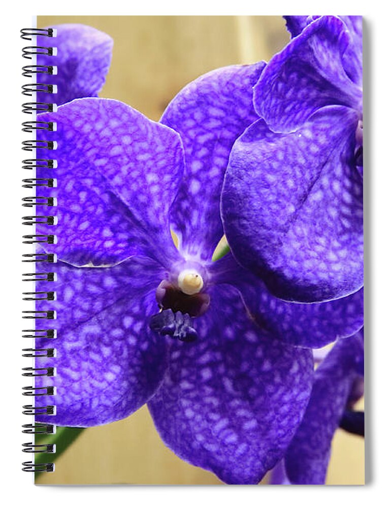 China Spiral Notebook featuring the photograph Vanda Orchid II by Tanya Owens