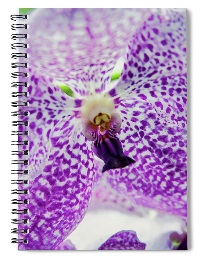 Singapore Spiral Notebook featuring the photograph Vanda Orchid by Tanya Owens