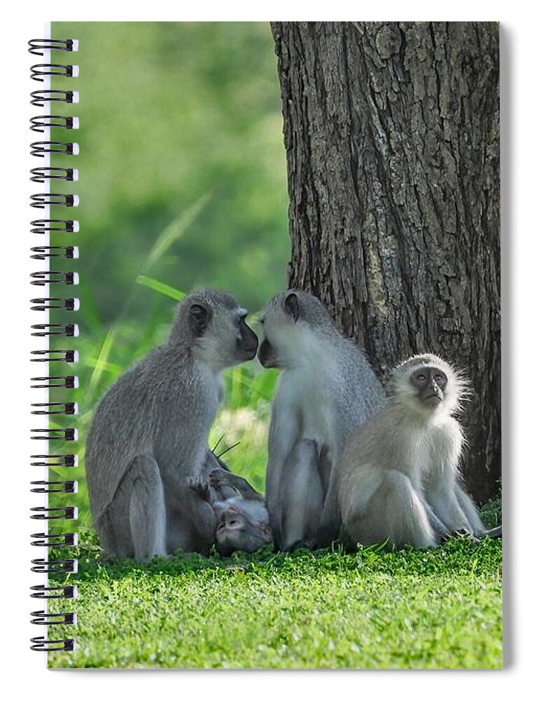 Monkey Spiral Notebook featuring the photograph Vervet Monkeys of andBeyond Kirkman Kamp by Rebecca Herranen