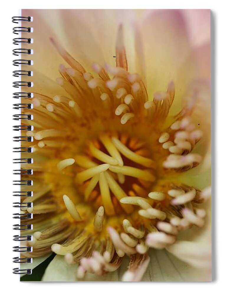 Water Lily Spiral Notebook featuring the photograph Intricate and Vibrant by Mingming Jiang