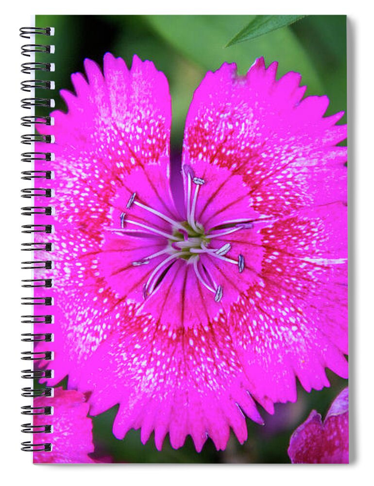 China Pink Spiral Notebook featuring the photograph Vibrant Pink Dianthus by Debra Martz