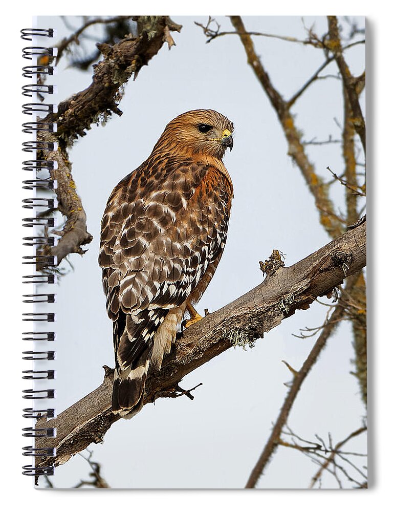 Kj Swan Birds Spiral Notebook featuring the photograph Vibrant - Red-shouldered Hawk by KJ Swan