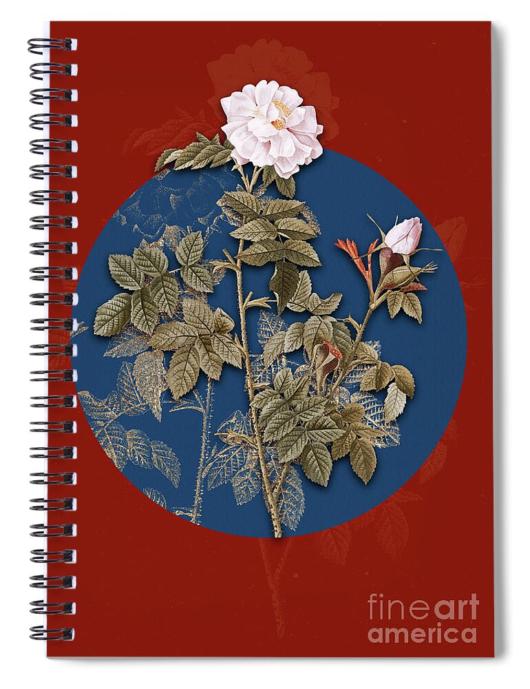 Vintage Spiral Notebook featuring the painting Vintage Botanical Pink Rosebush on Circle Blue on Red by Holy Rock Design