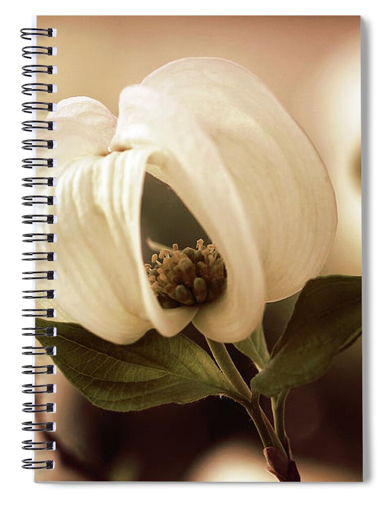 Dogwood; Dogwood Blossom; Blossom; Flower; Vintage; Macro; Close Up; Petals; Sepia; Leaves; Tree; Branches Spiral Notebook featuring the photograph Vintage Dogwood on the Verge of Blooming by Tina Uihlein