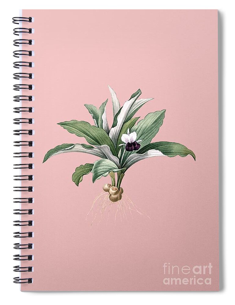 Holyrockarts Spiral Notebook featuring the mixed media Vintage Kaempferia Angustifolia Botanical Illustration on Pink by Holy Rock Design